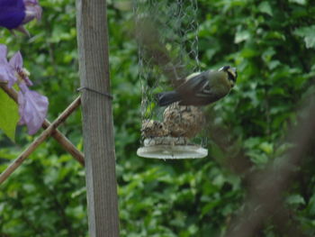 Birds perching on a bird feeder