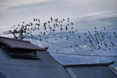 Low angle view of birds flying against sky