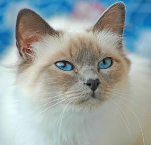 pet