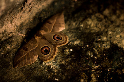 Close-up of lizard on tree at night