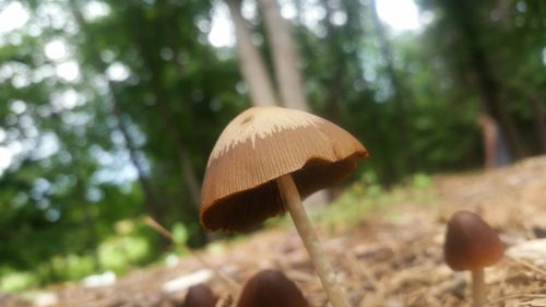 Close-up of mushroom growing in forest