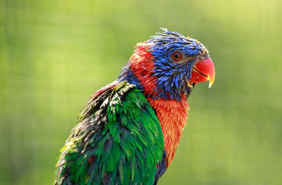 A close up of a rainbow lorikeet