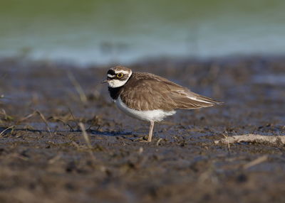 Side view of a bird on land