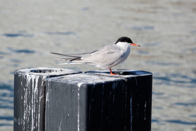 Close-up of seagull perching on wooden post