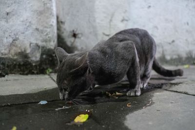 Black cat resting on a street
