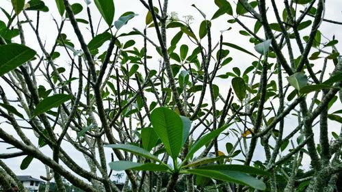 Low angle view of plants