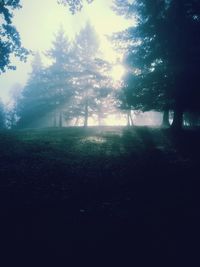 Sun shining through trees