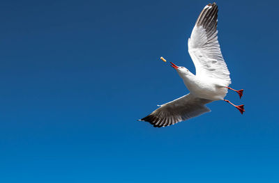 Seagulls flying on the beautiful blue sky, catching food for eating.