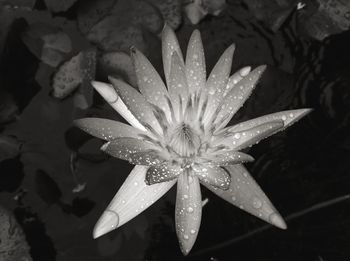 Close-up of water drops on flower