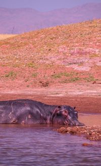 Hippo lake kariba 