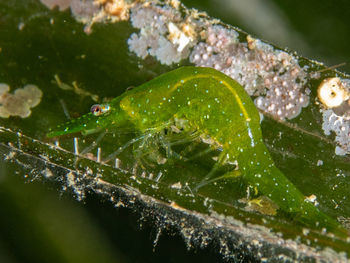 High angle view of insect on leaf