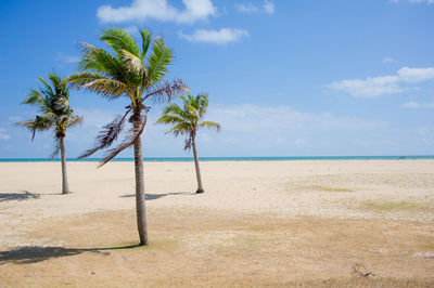 Trees on beach against sky