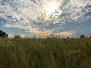 Scenic view of field against sky during sunset