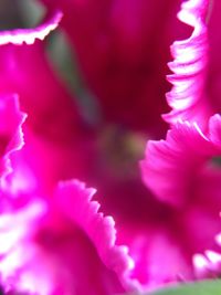 Macro shot of pink flower