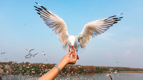 Low angle view of seagulls flying against sky