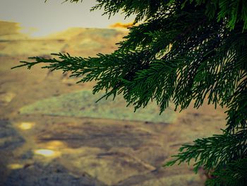 Close-up of tree against sky