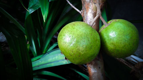 Close-up of fruits growing on tree