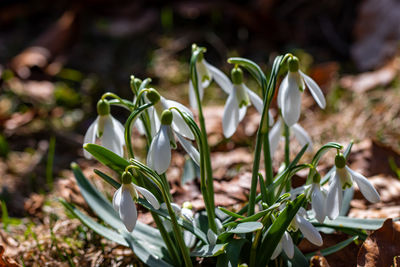 Close-up of flowering plants on field