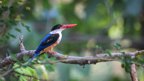 Close-up of bird perching on branch