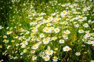 Close-up of white daisy flowers blooming in field