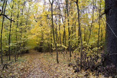 Trees in a forest