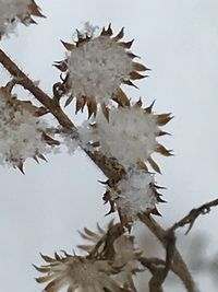 Close-up of snow on tree during winter