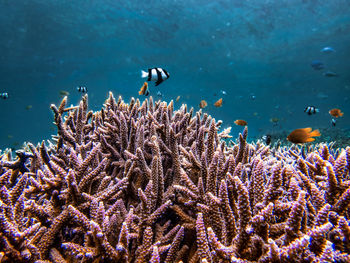 Fish swimming undersea