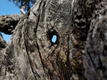 Close-up of hole on tree trunk