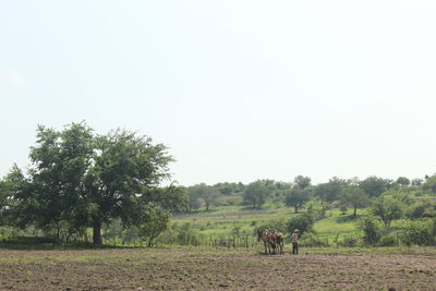 View of a horse on field