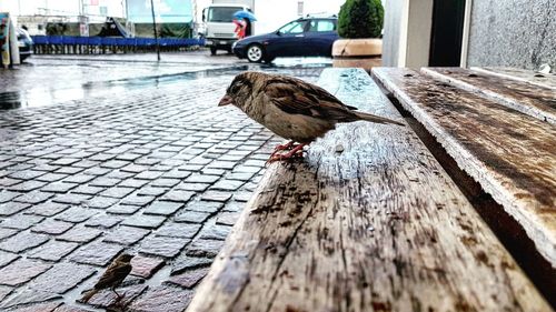 Close-up of bird perching on wet wood