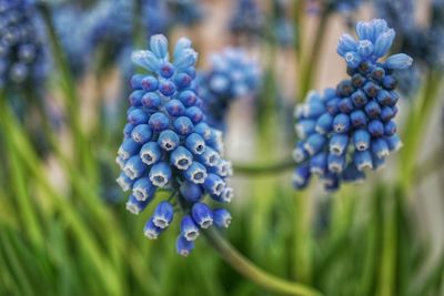 Close-up of flowers against blurred background