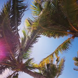 Low angle view of palm trees