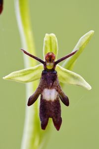 Close-up of insect on flower