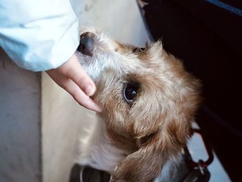 Close-up of dog looking up