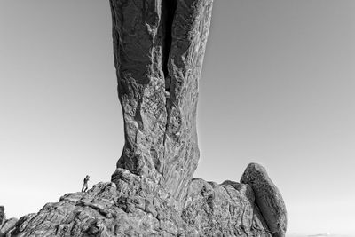 Low angle view of tree trunk against clear sky