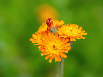 Close-up of insect on yellow flower