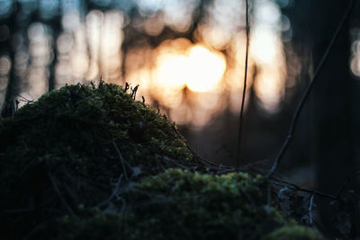 Close-up of moss growing on tree