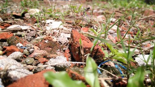 Close-up of dry plants on field