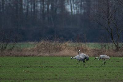 Cranes in a field