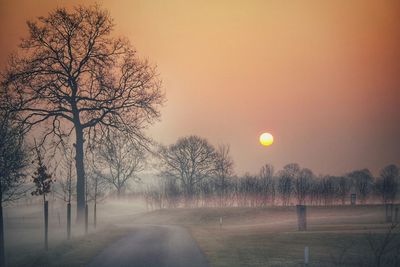 Bare trees on road at sunset