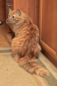 Cat lying on wooden floor