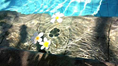 High angle view of flowers in swimming pool