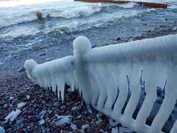 White swan in sea during winter