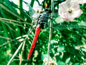 Close-up of insect on flower