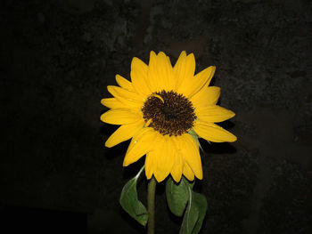 Close-up of yellow flower