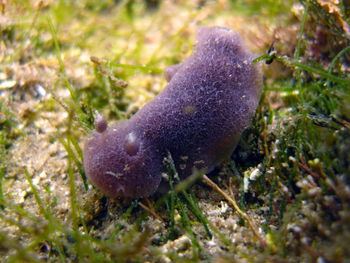 Close-up of small mushroom in the sea