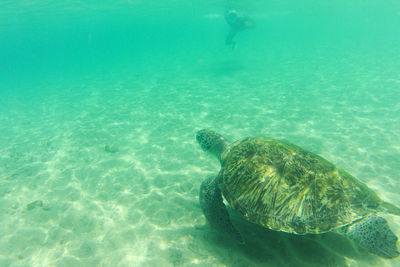 Turtle swimming in sea