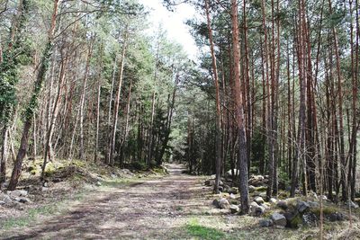 Footpath amidst trees in forest