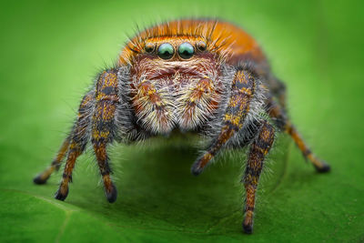 Close-up of spider