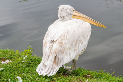 Close-up of pelican on lake